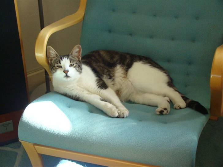 Huskat Felix billede 3