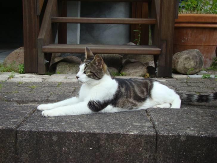 Huskat Felix billede 4