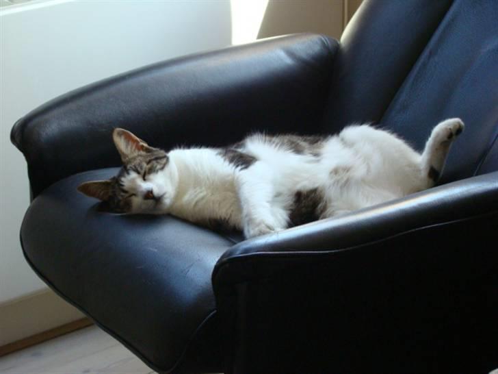 Huskat Felix billede 5