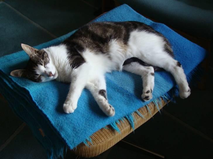 Huskat Felix billede 6