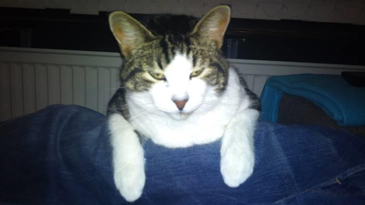 Huskat Felix billede 7