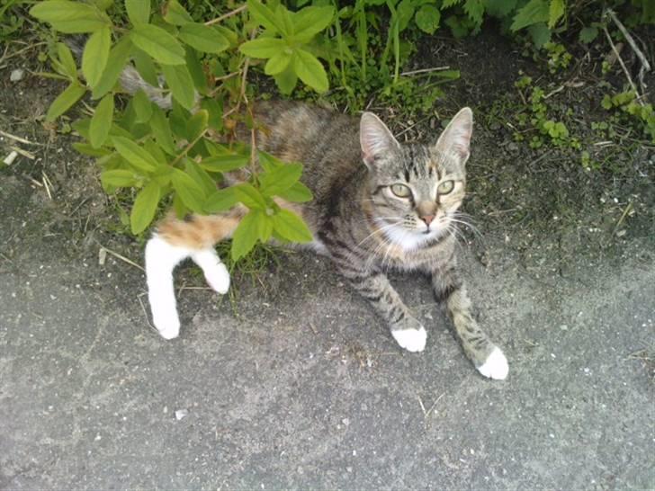 Huskat Mille - Min smukke Mille på en dejlig sommerdag.. Fotogen og dejlig...  billede 6