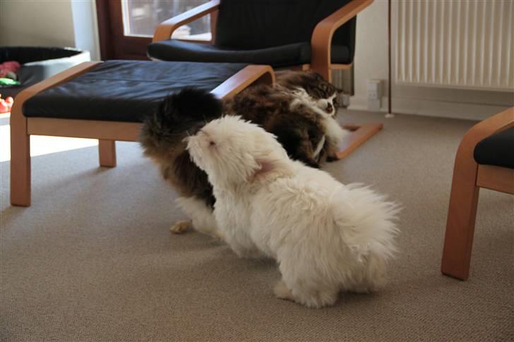 Norsk Skovkat SILAS  - Slås lidt med hunden :b Foto: mig billede 9