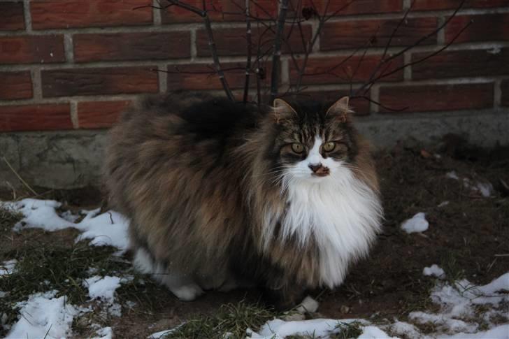 Norsk Skovkat SILAS  - VINTERPELS :) haha.. Foto: mig billede 10