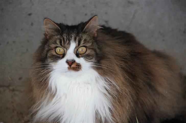 Norsk Skovkat SILAS  - Silas! Foto: mig billede 11