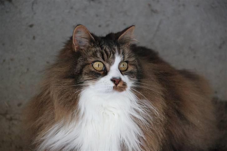 Norsk Skovkat SILAS  - Silas! Foto: mig billede 12