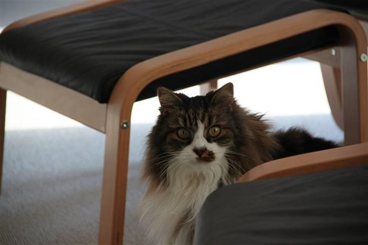 Norsk Skovkat SILAS  billede 13