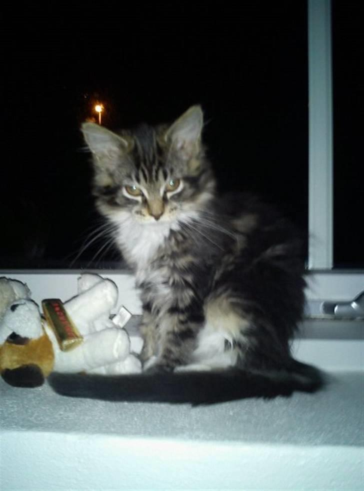 Maine Coon Nickoline - ej ikke nu, det er midt om natten  billede 3