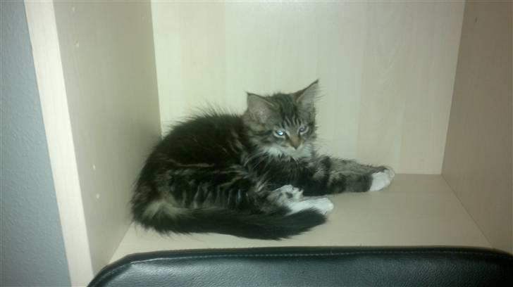 Maine Coon Nickoline billede 7