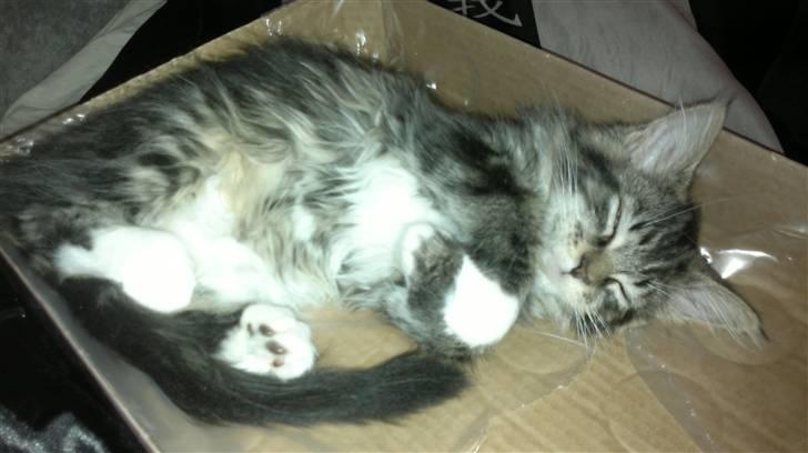 Maine Coon Nickoline billede 8