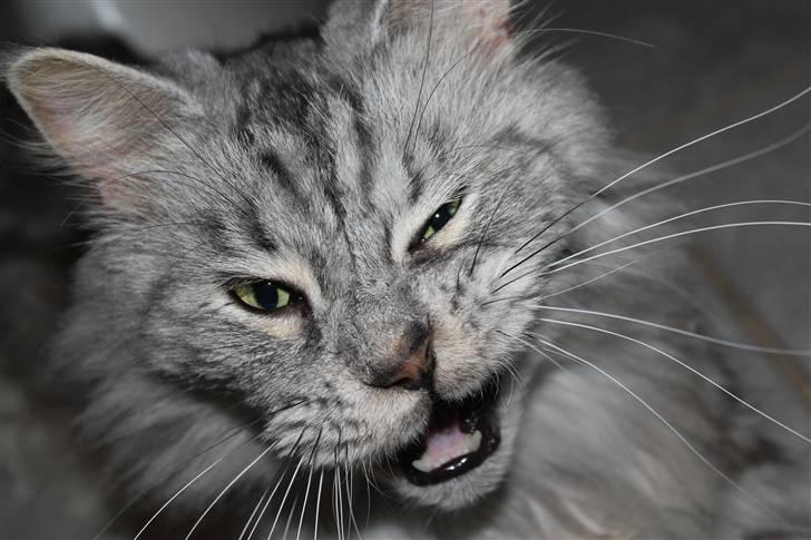 Maine Coon Jack - velkommen til Jacks profil :) billede 1