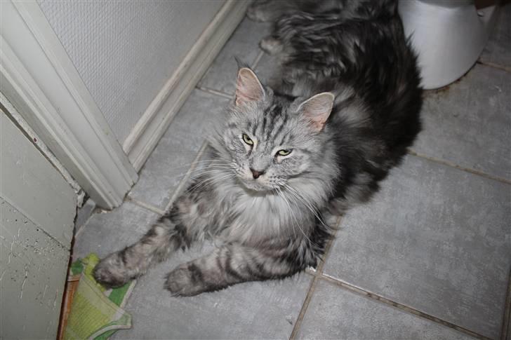 Maine Coon Jack billede 2