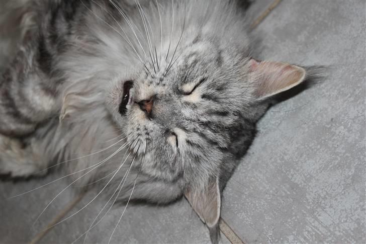 Maine Coon Jack - I just loove, when there is varme in the gulv ;) billede 3