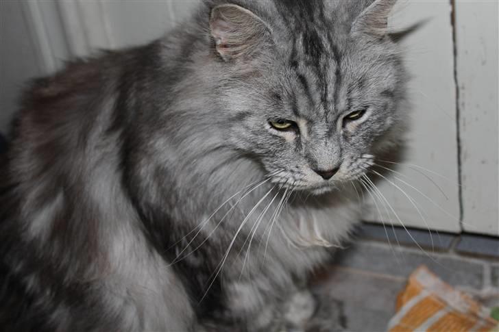 Maine Coon Jack billede 4