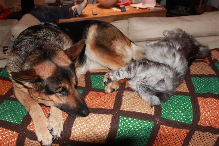 Maine Coon Jack billede 5