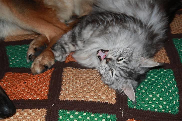 Maine Coon Jack billede 6