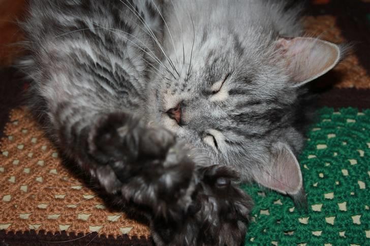 Maine Coon Jack - stretching-stretching even more-stretching even alot more-stretching <3 billede 7