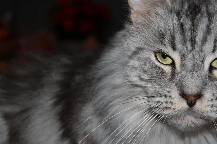 Maine Coon Jack billede 8