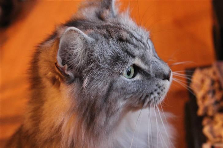 Maine Coon Jack billede 9