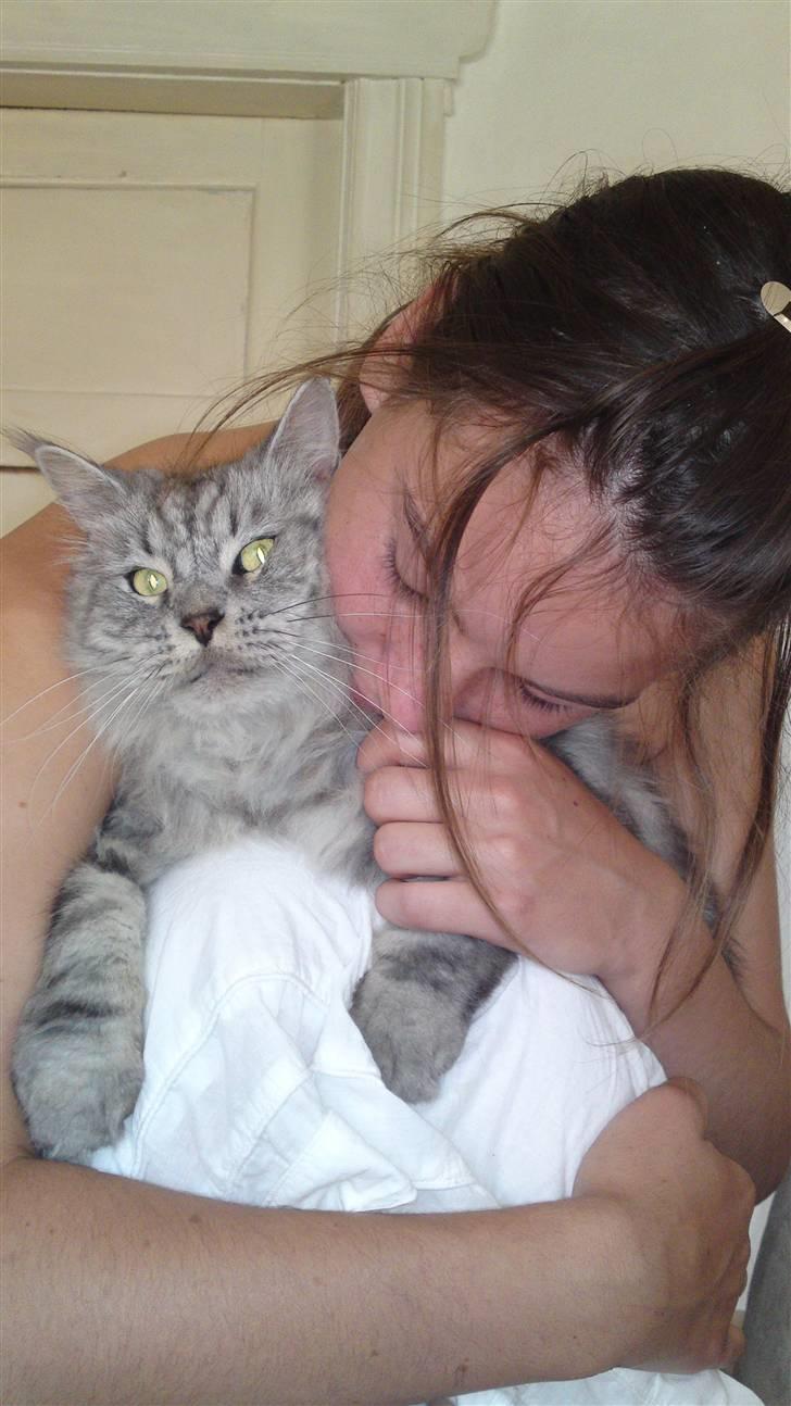 Maine Coon Jack billede 10