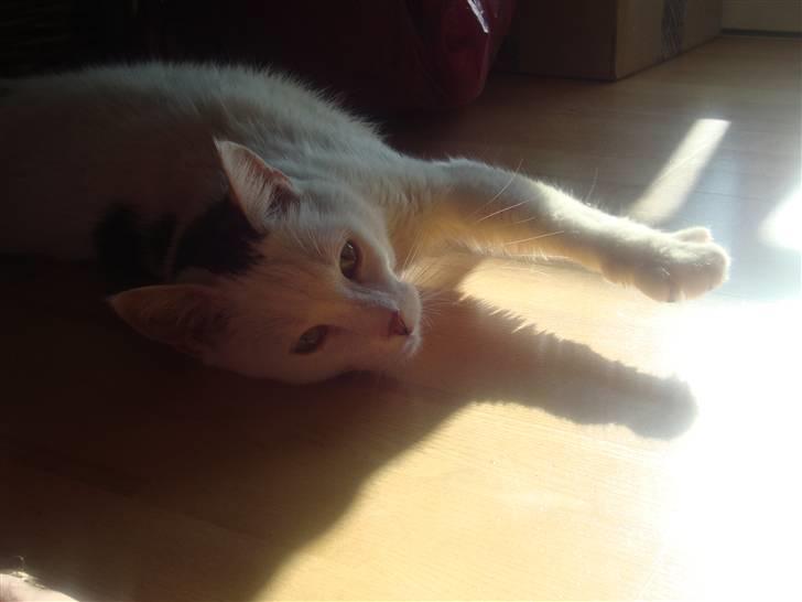 Huskat Walter - Sisses Kat billede 1