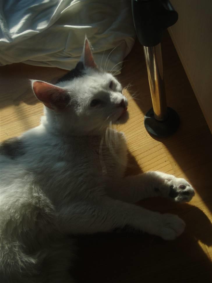 Huskat Walter - Sisses Kat billede 2