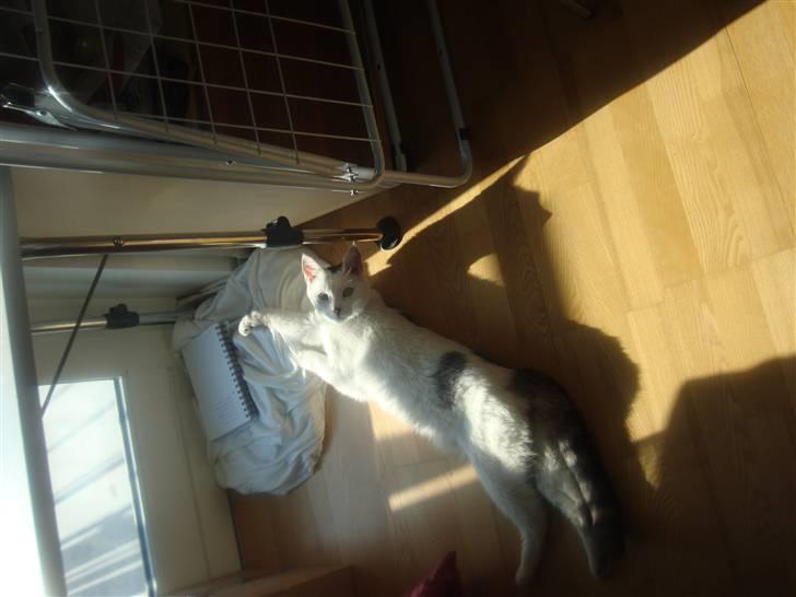 Huskat Walter - Sisses Kat billede 3