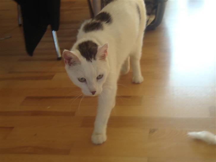 Huskat Walter - Sisses Kat billede 4