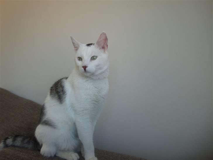 Huskat Walter - Sisses Kat billede 5