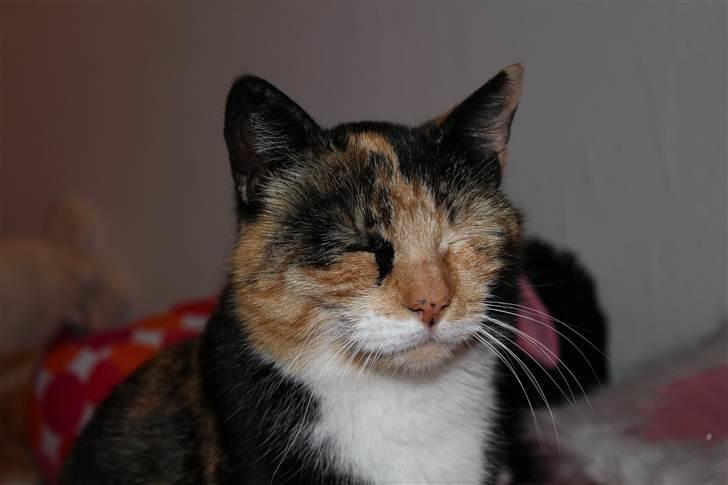 Huskat Nala <3 - Velkommen til Nala´s profil. Læg gerne en kommentar + bedømmelse<3 :D billede 1