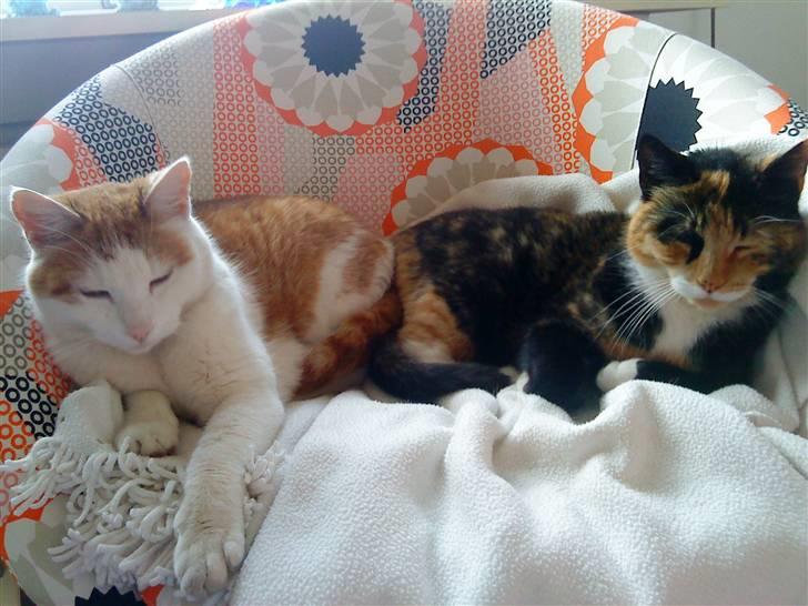 Huskat Nala <3 - Snoopey & Nala <3 xD Mor&Datter, Nala er datter og Snoopey er mor <3 :D Billede taget af mig :D billede 3