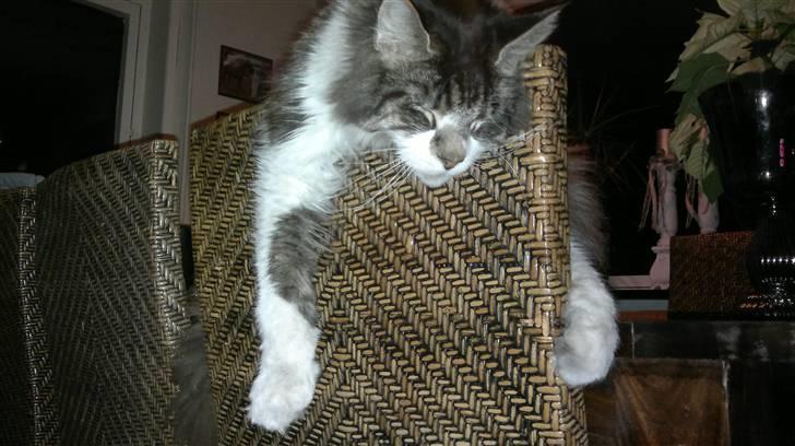 Maine Coon Floffy billede 10