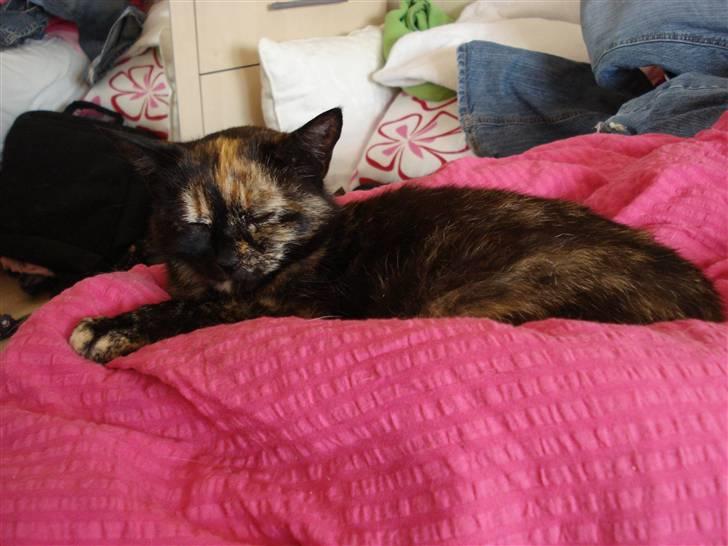 Huskat Gizmo billede 1