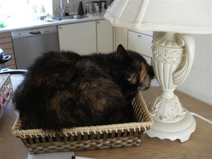 Huskat Gizmo billede 2