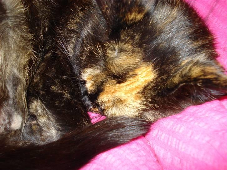 Huskat Gizmo billede 3