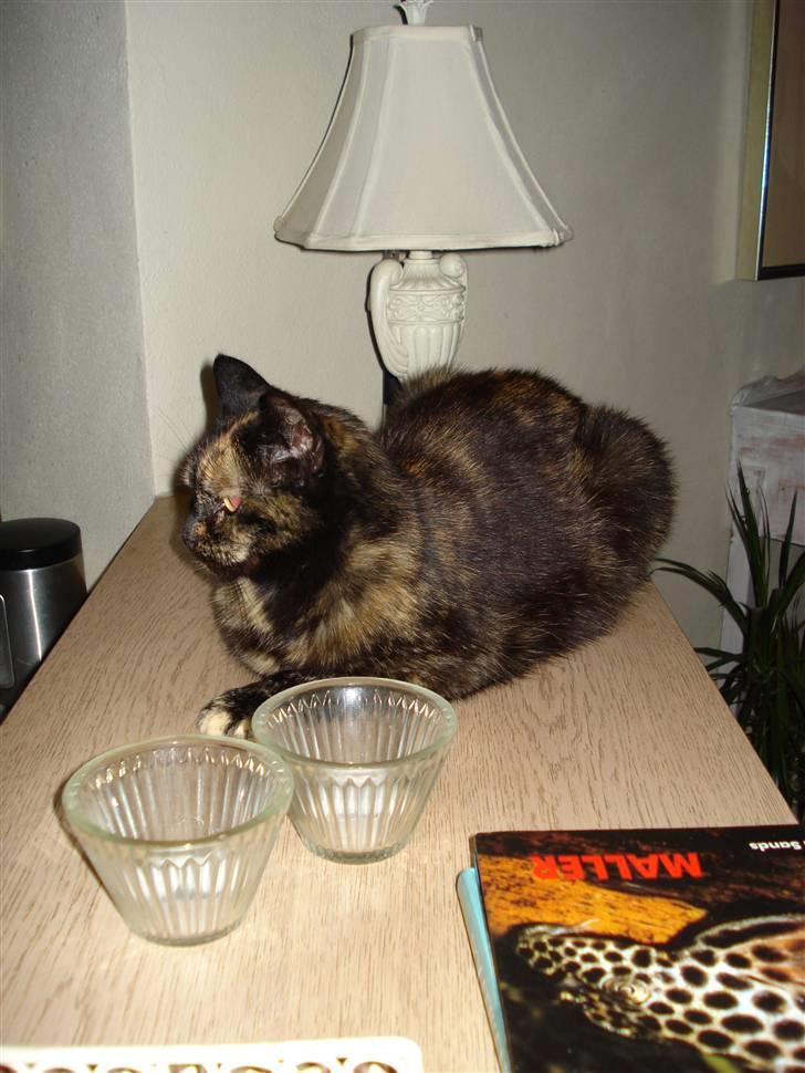 Huskat Gizmo billede 4