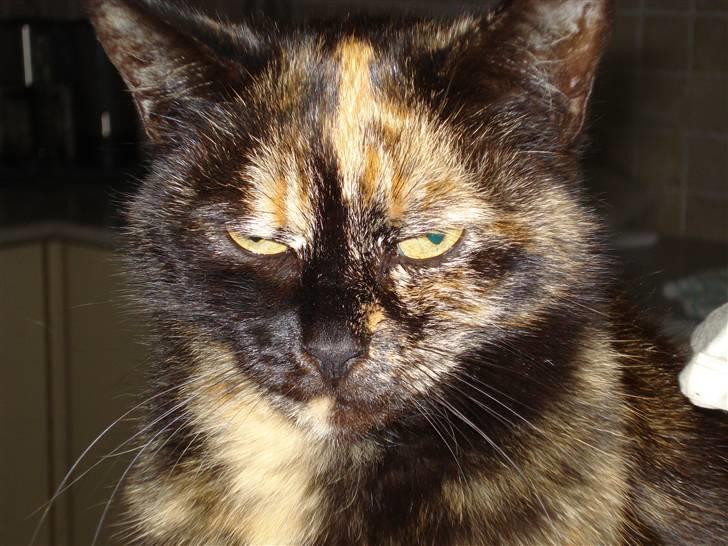 Huskat Gizmo billede 5