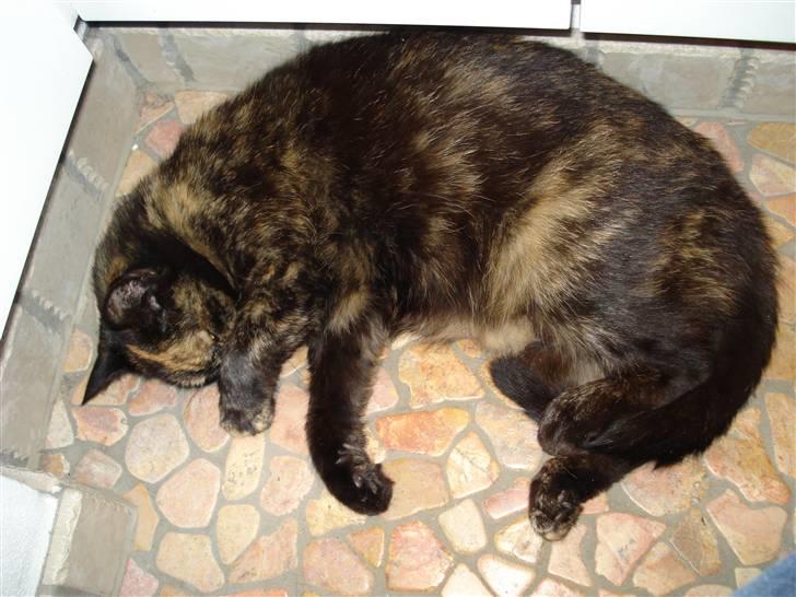 Huskat Gizmo billede 6