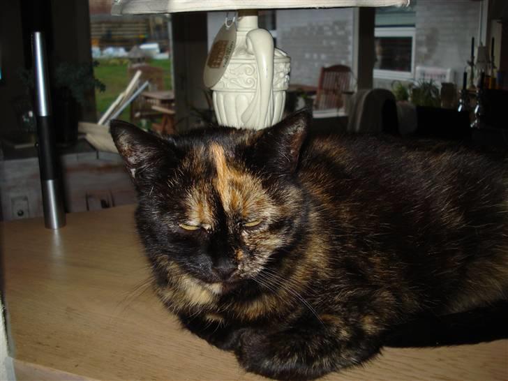 Huskat Gizmo billede 7