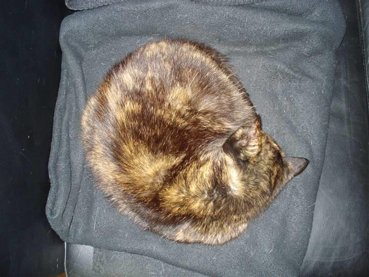 Huskat Gizmo billede 8