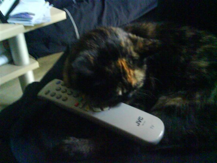 Huskat Gizmo billede 9