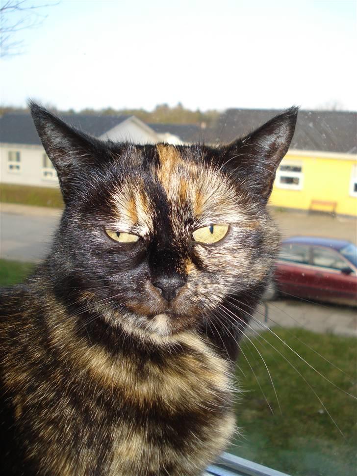 Huskat Gizmo billede 10