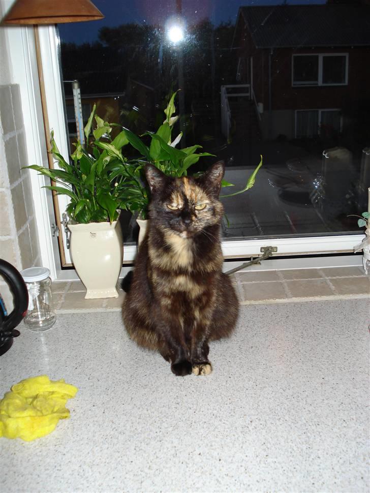 Huskat Gizmo billede 11