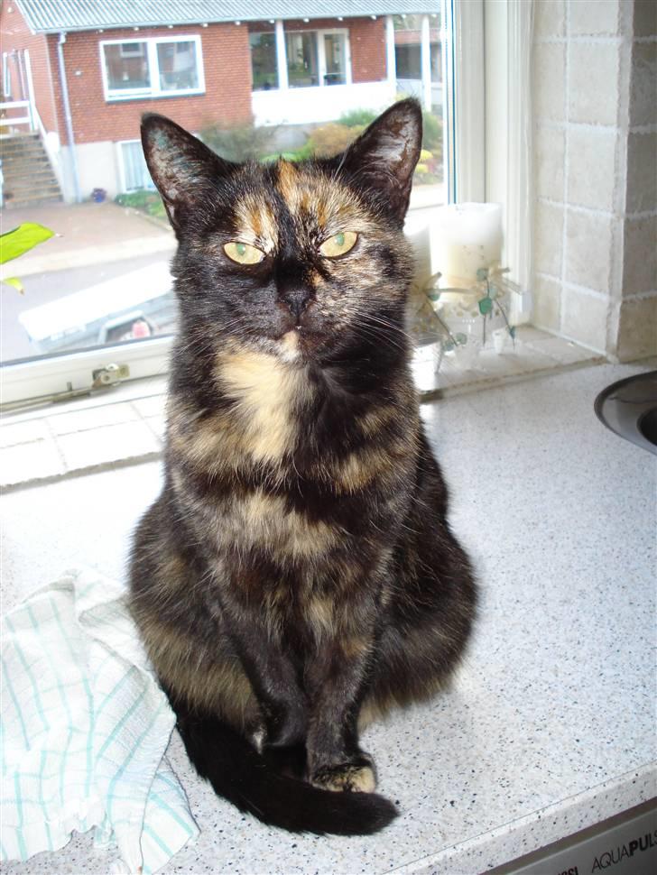 Huskat Gizmo billede 12