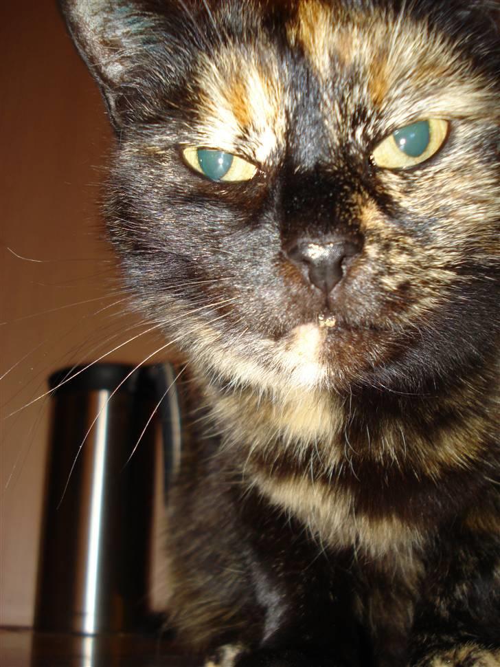 Huskat Gizmo billede 13