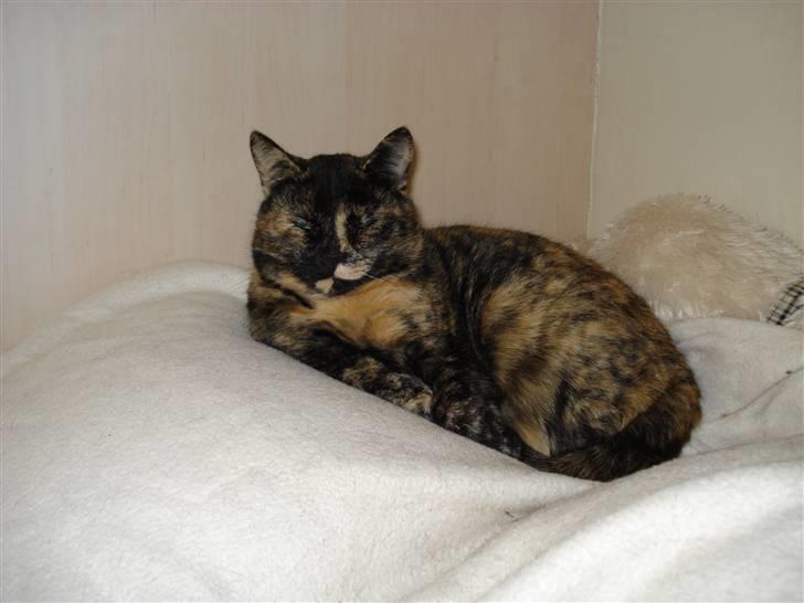 Huskat Chilla billede 1