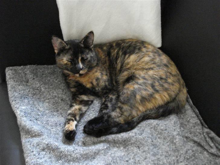 Huskat Chilla billede 2