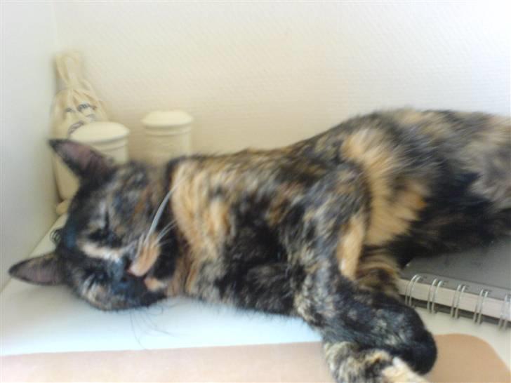 Huskat Chilla billede 3