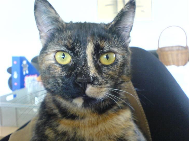 Huskat Chilla billede 4