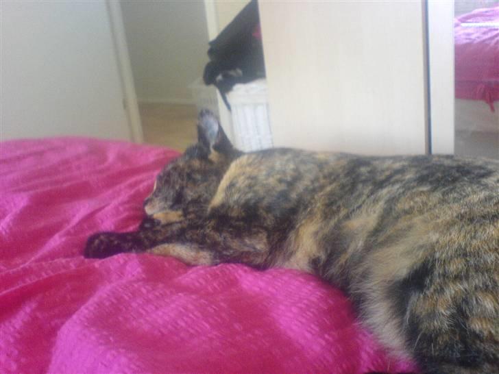 Huskat Chilla billede 5